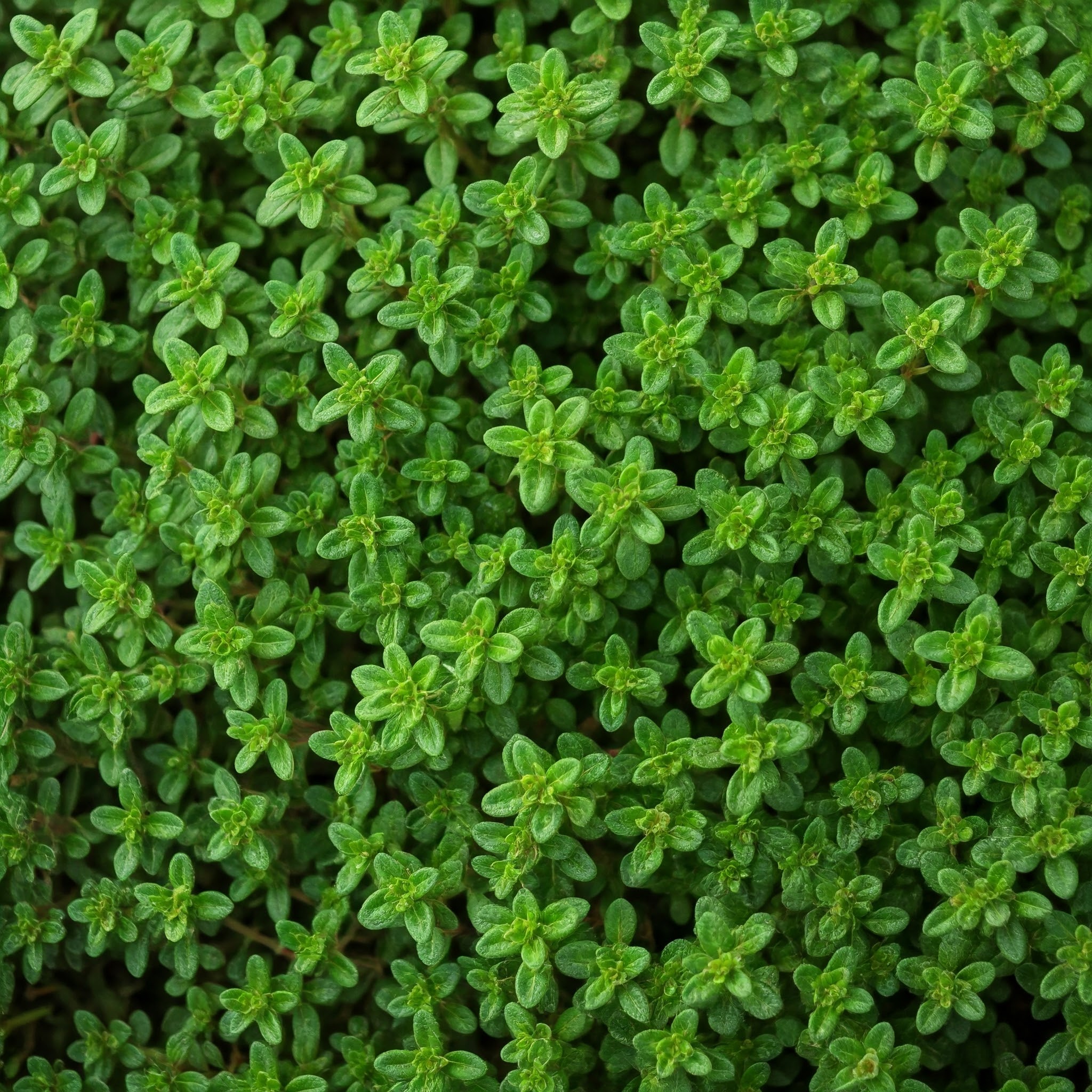 Tymián obecný (Thymus vulgaris)